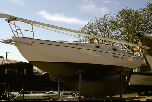 Contessa 26 'Suselle'