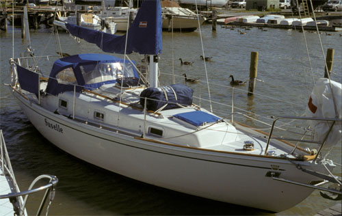 Contess 26 'Suselle'